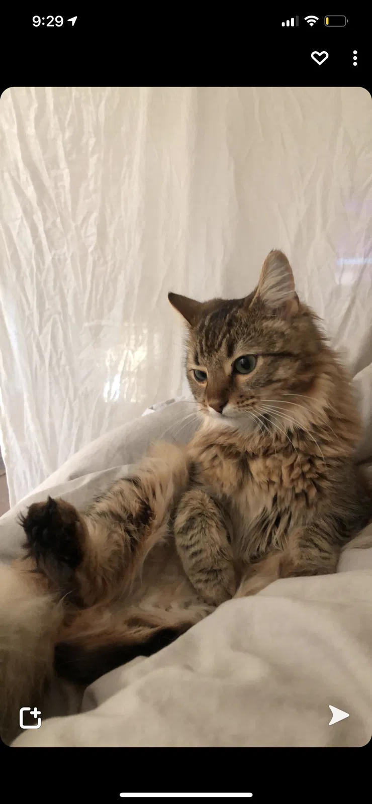 Lost cat in Athens, GA, 30601