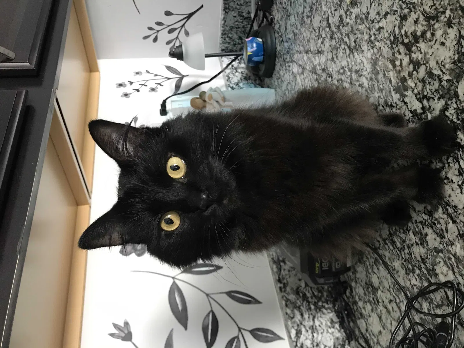 Lost cat in Orem, UT, 84058