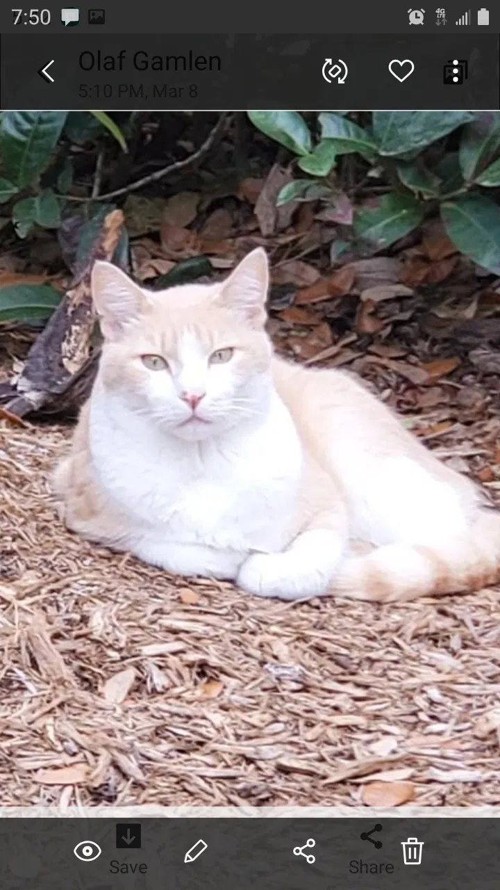 Lost cat in Palm Beach Gardens, FL, 33418