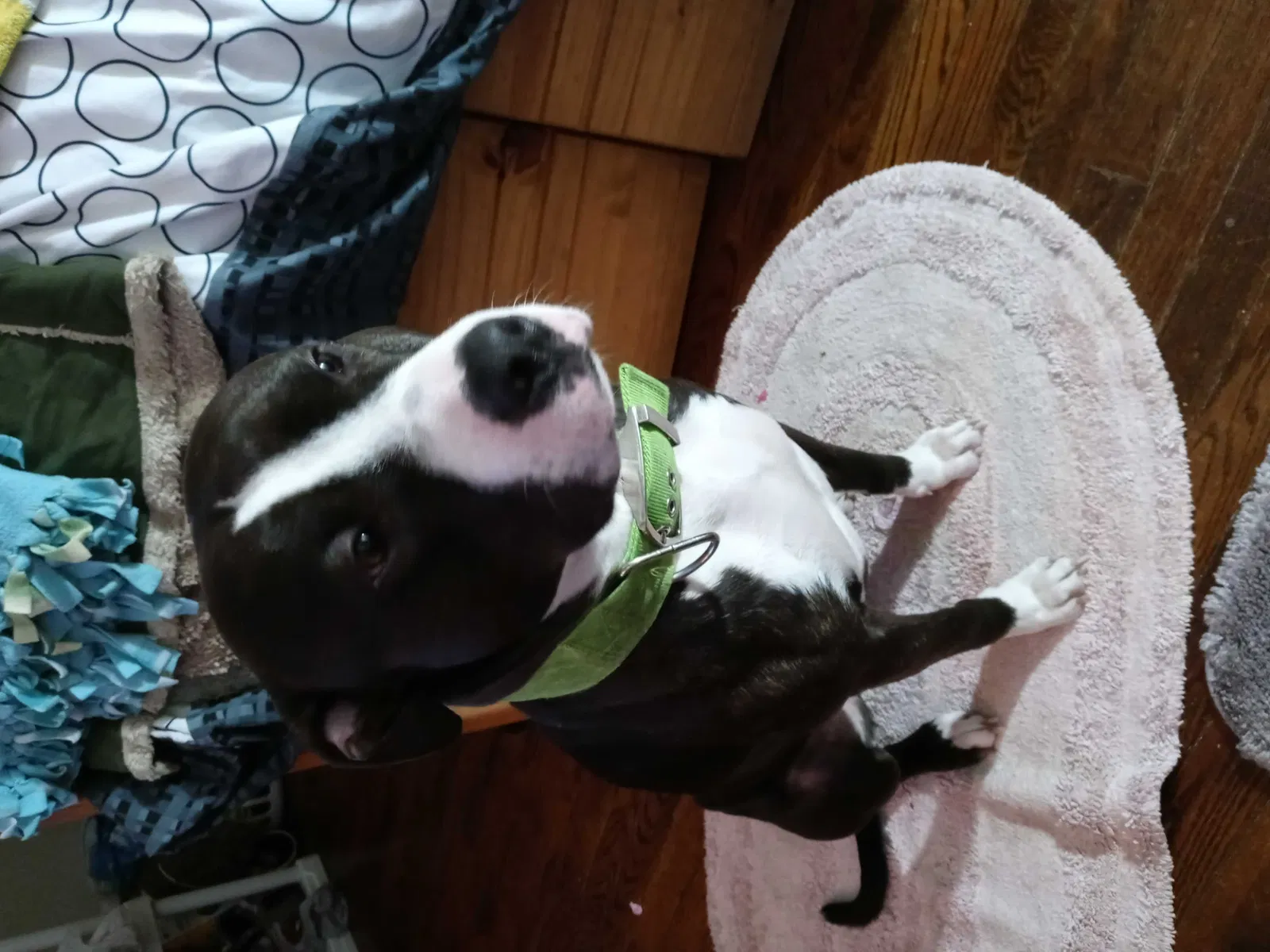 Lost dog in Indianapolis, IN, 46201