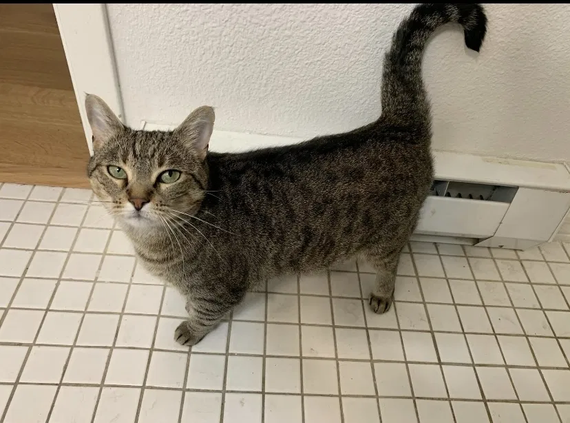 Lost cat in Seattle, WA, 98115