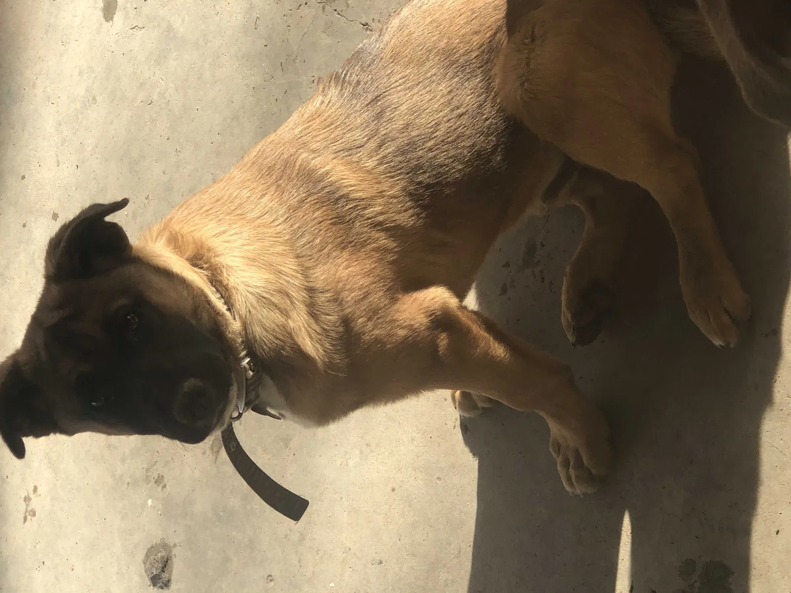 Lost dog in Las Cruces, NM, 88001