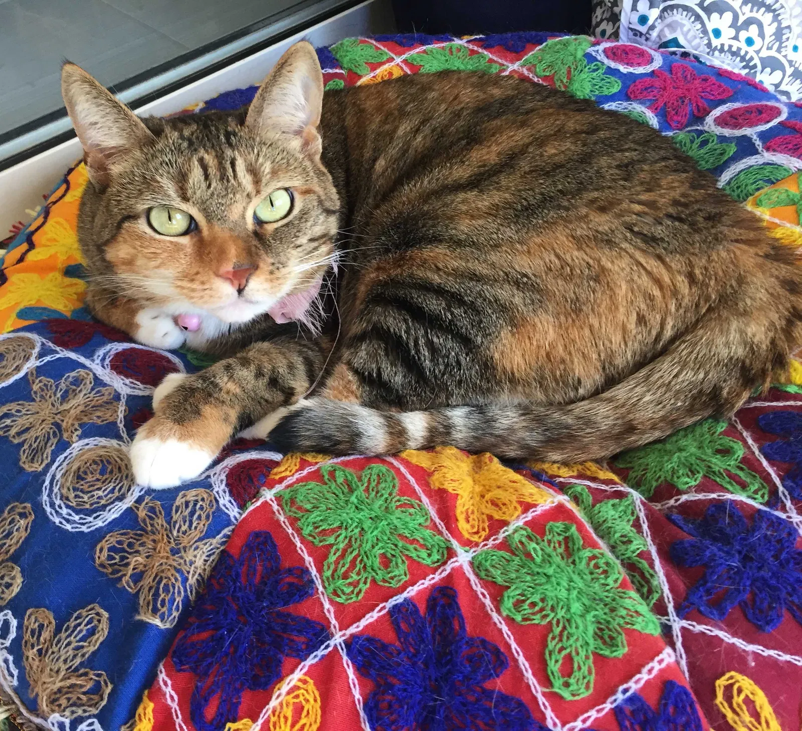 Lost cat in Orlando, FL, 32810
