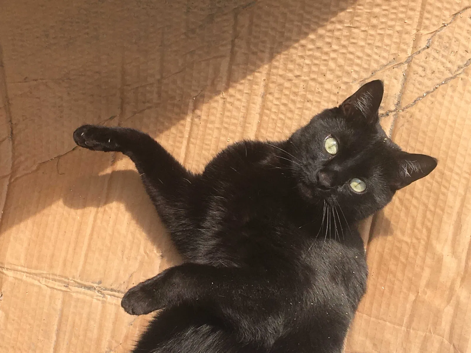 Lost cat in San Bernardino, CA, 92407