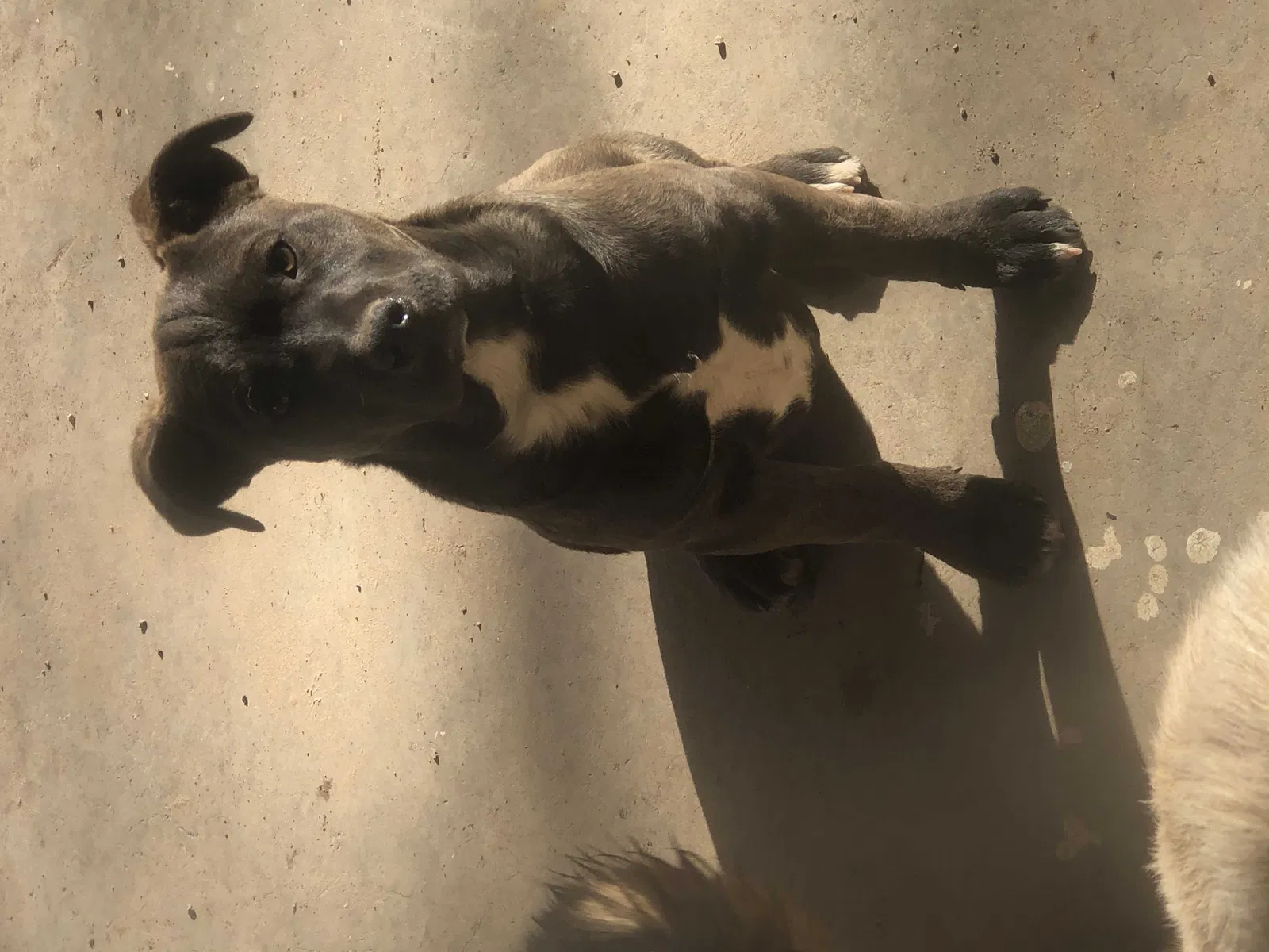 Lost dog in Las Cruces, NM, 88001