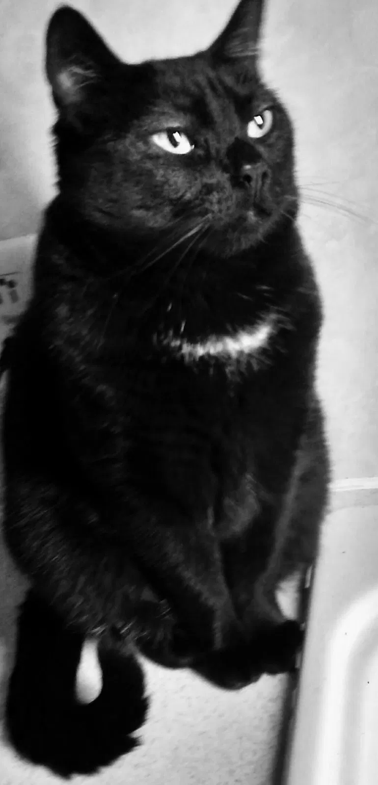 Lost cat in Kentwood, LA, 70444