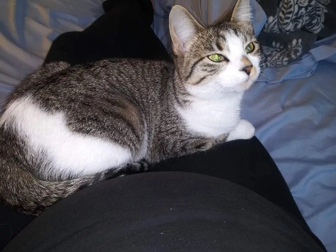 Lost cat in Saint Charles, MO, 63301