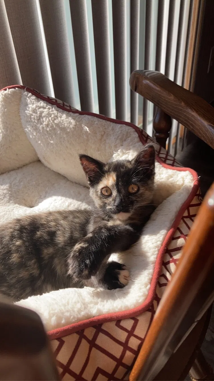 Lost cat in Unknown, MI, 49496