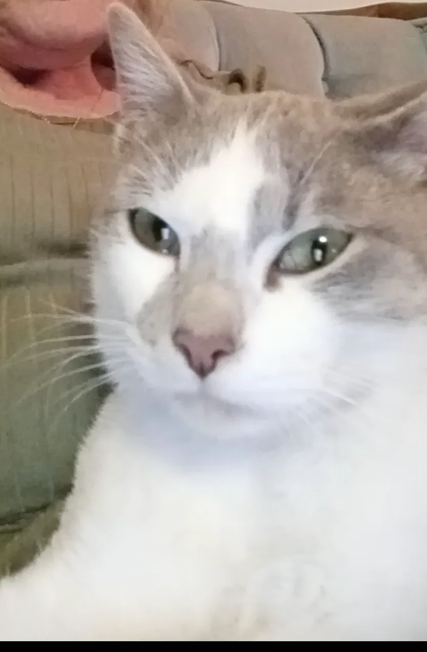 Lost cat in Benton, AR, 72019