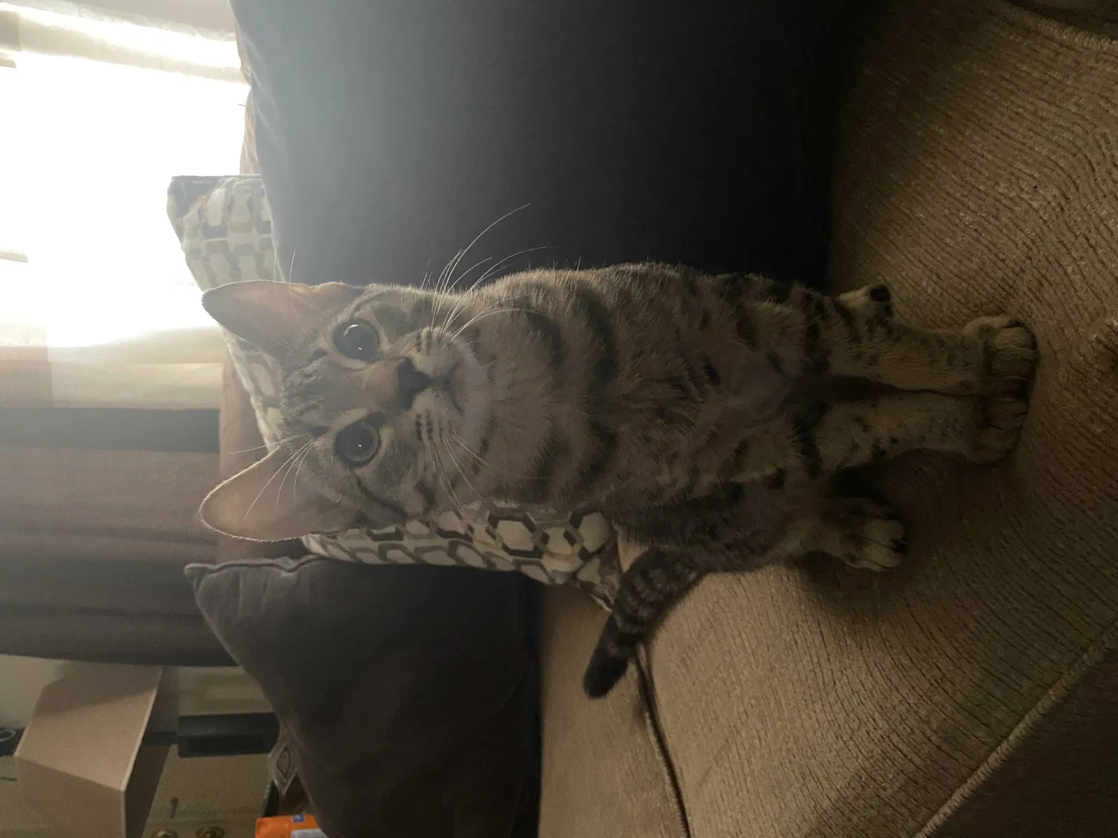 Lost cat in Davis, CA, 95616