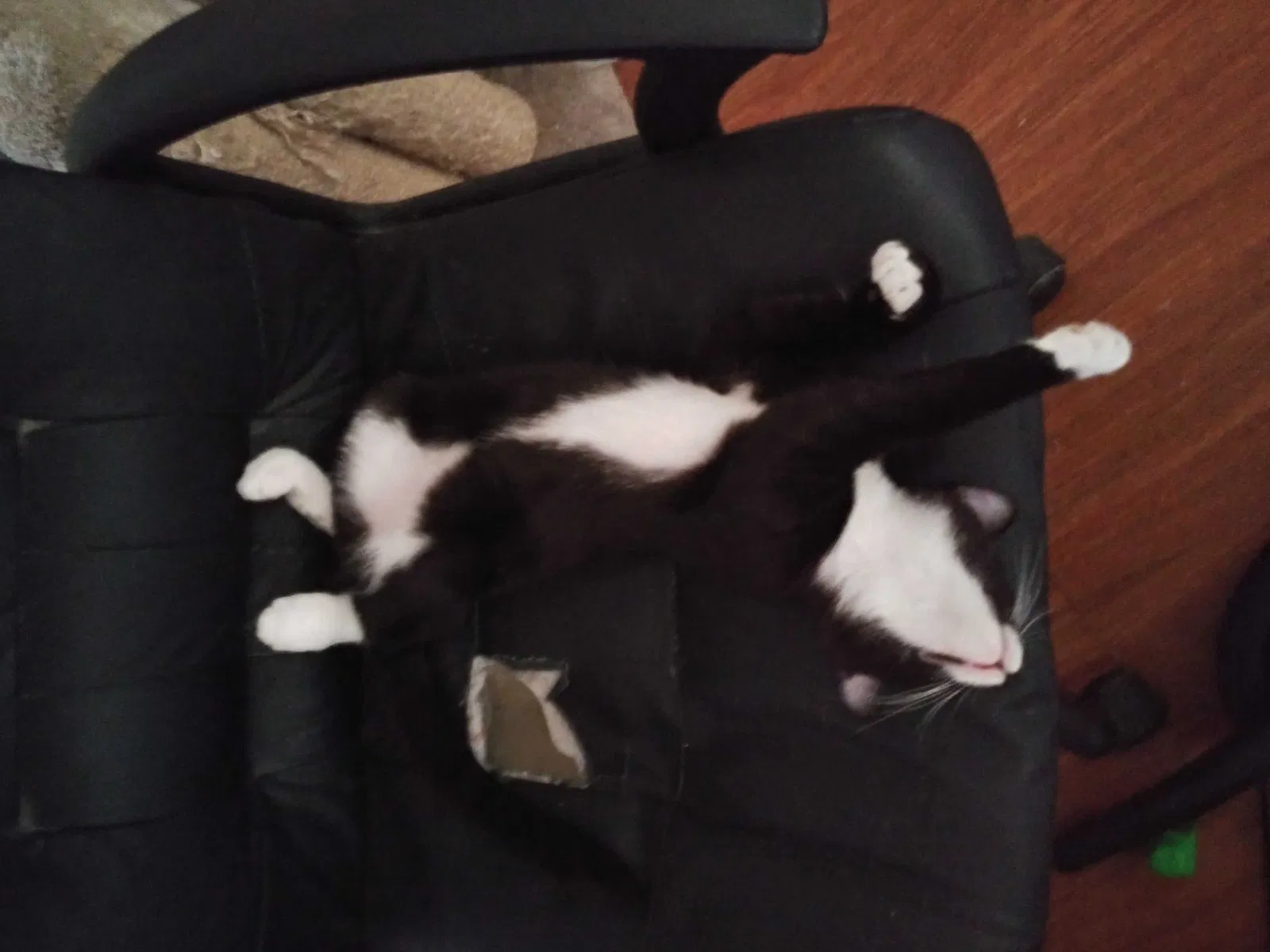 Lost cat in Desert Hot Springs, CA, 92240