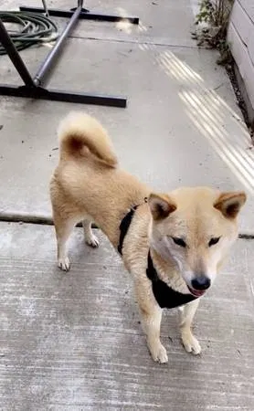 Lost dog in Fresno, CA, 93720