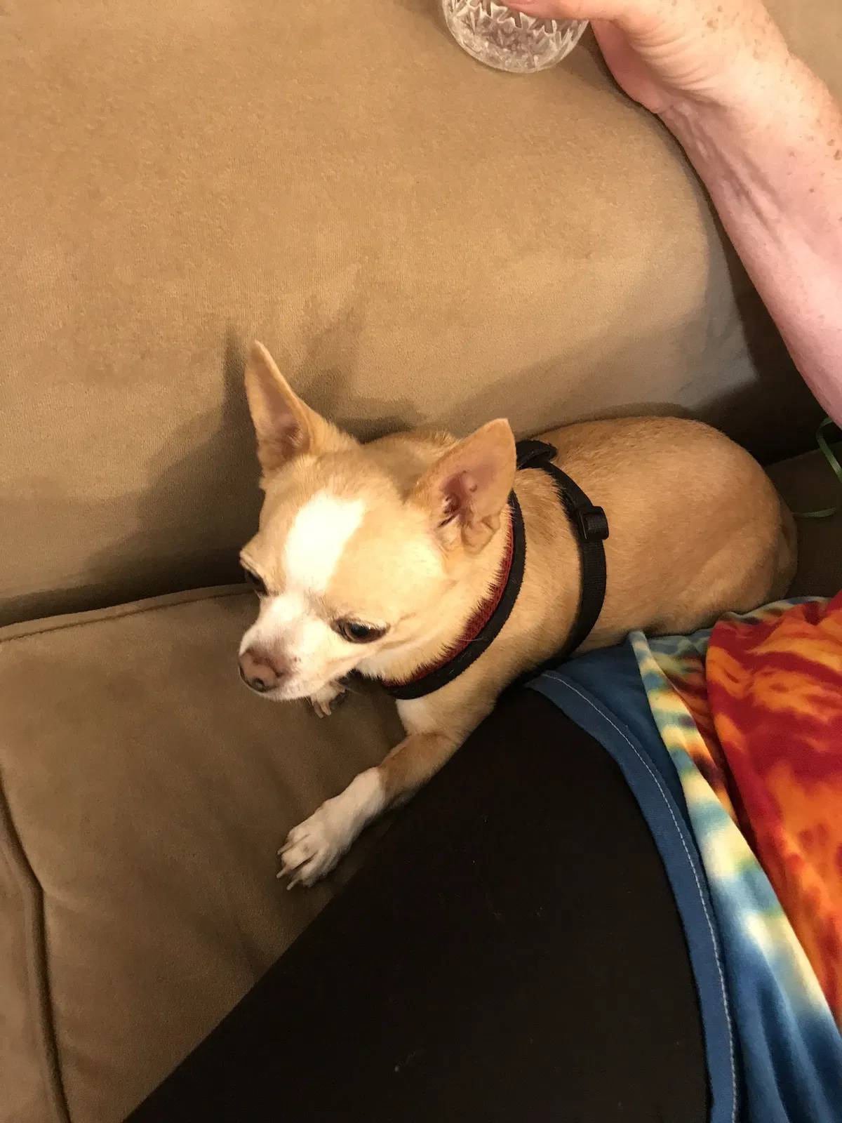Lost dog in Concord, CA, 94520
