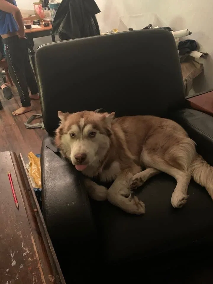 Lost dog in Tucson, AZ, 85713
