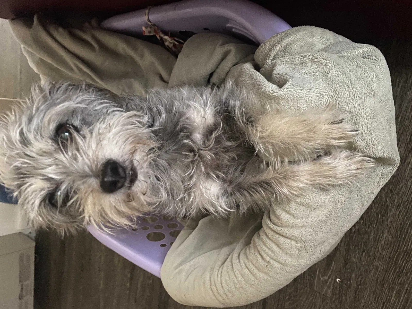 Lost dog in Visalia, CA, 93291