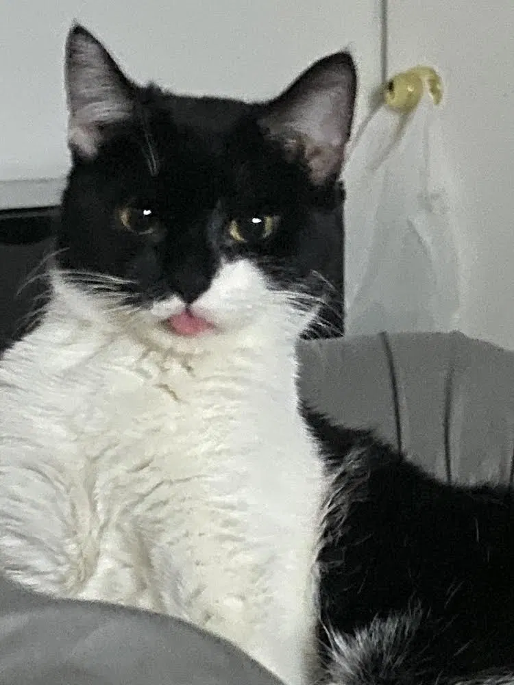 Lost cat in Jonesboro, GA, 30238