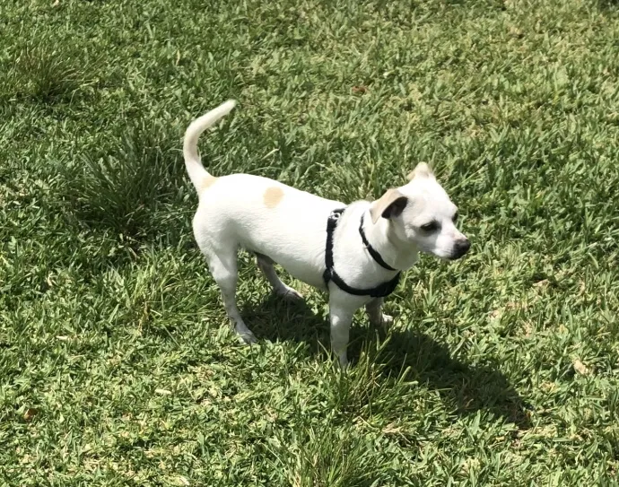 Lost dog in Pompano Beach, FL, 33068