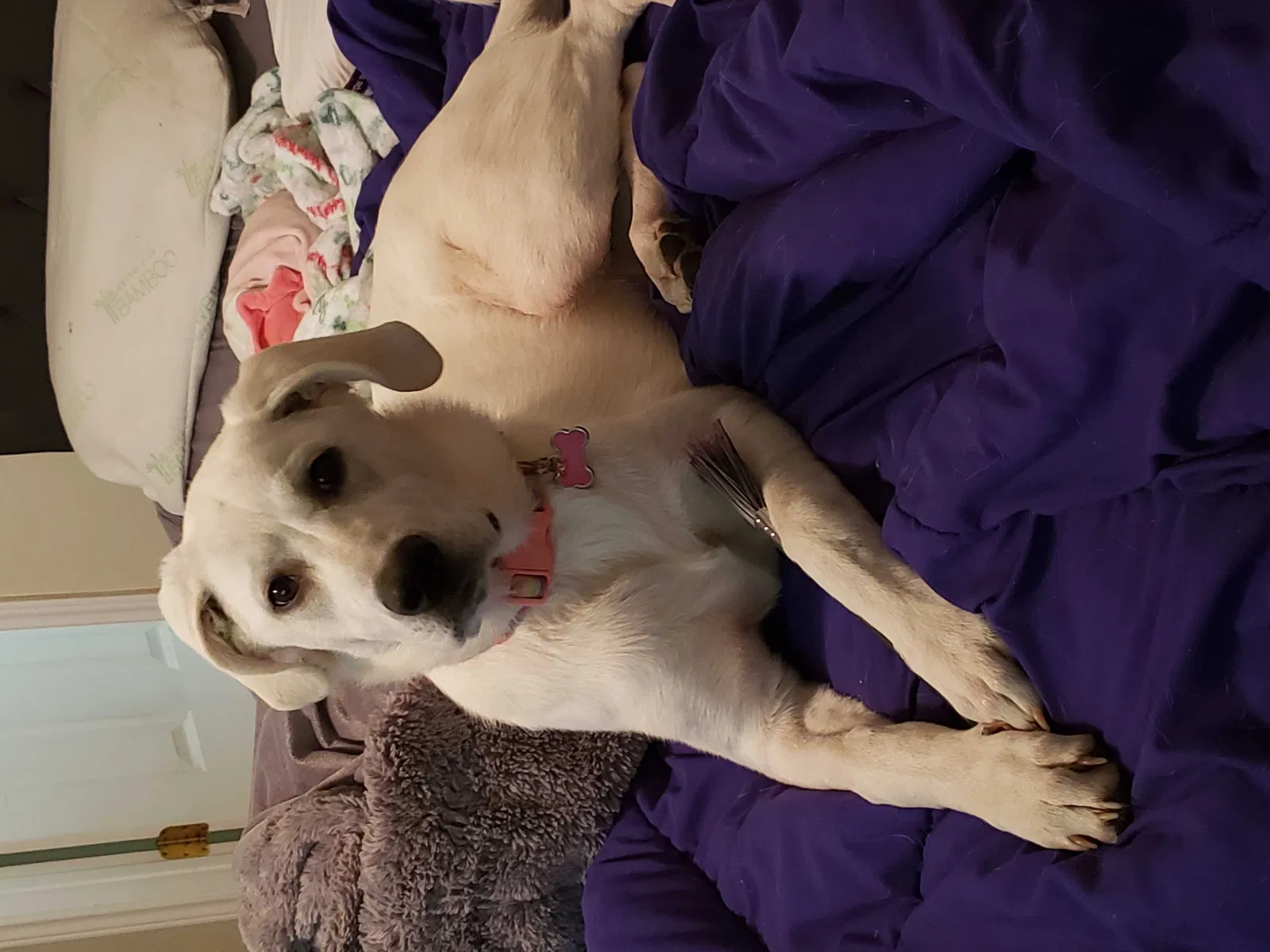 Lost dog in Rose, OK, 74364
