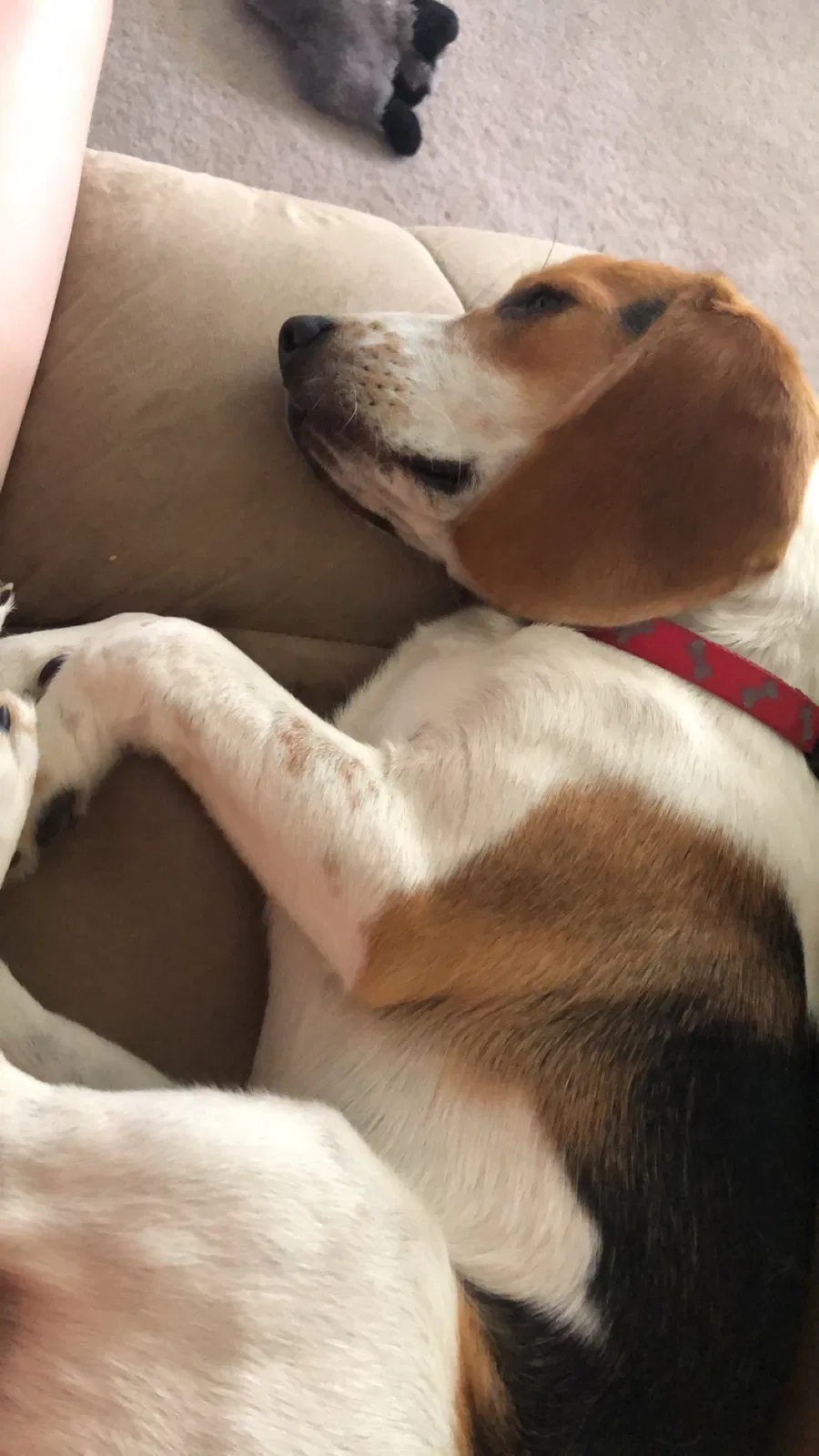 Lost dog in Belleville, IL, 62226