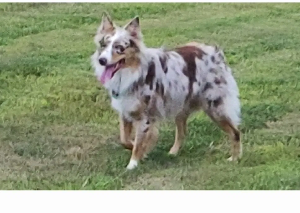 Lost dog in Judsonia, AR, 72081