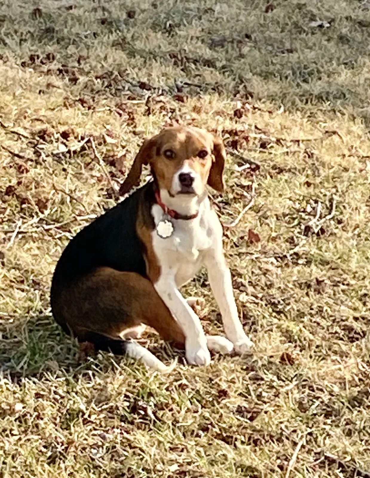 Lost dog in Florissant, MO, 63033
