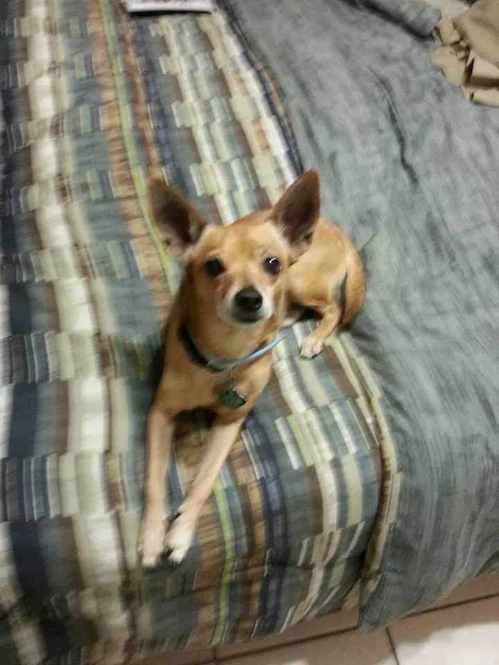 Lost dog in Hialeah, FL, 33012