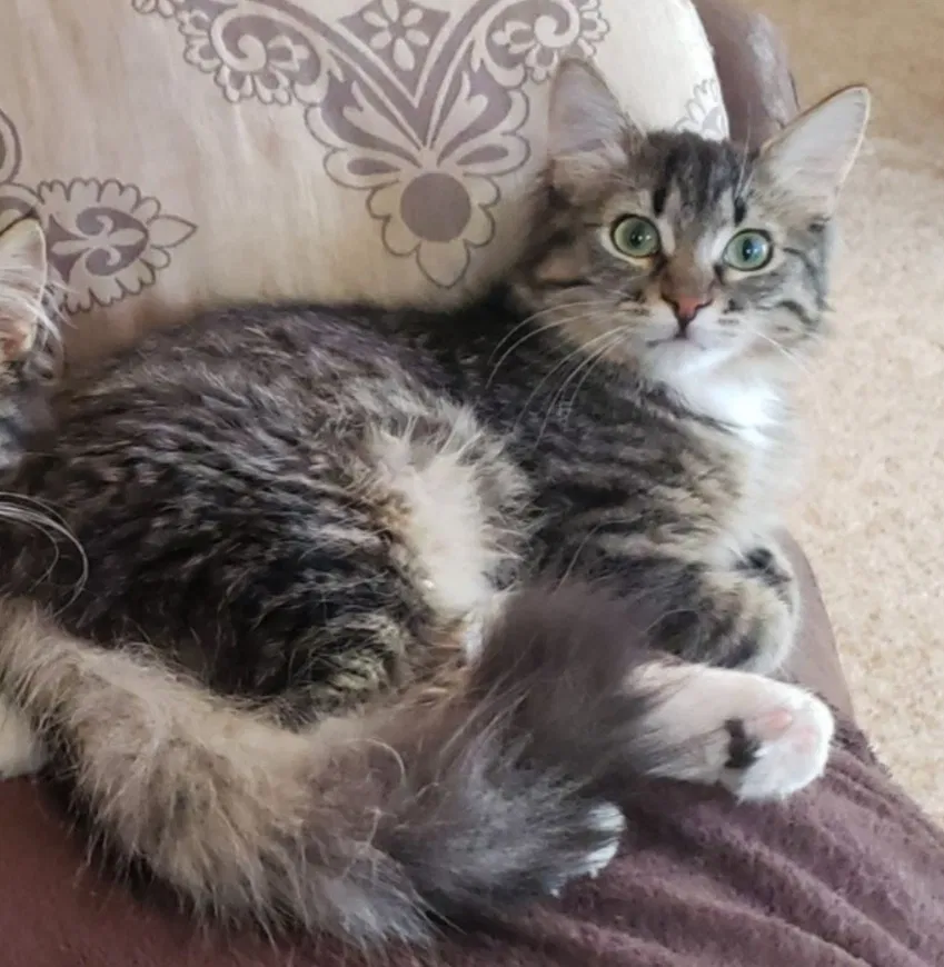 Lost cat in Milaca, MN, 56353