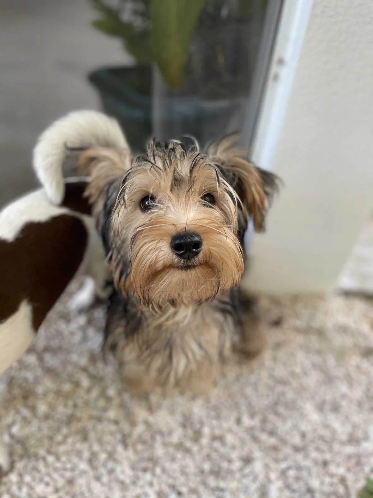 Lost dog in Hollywood, FL, 33023