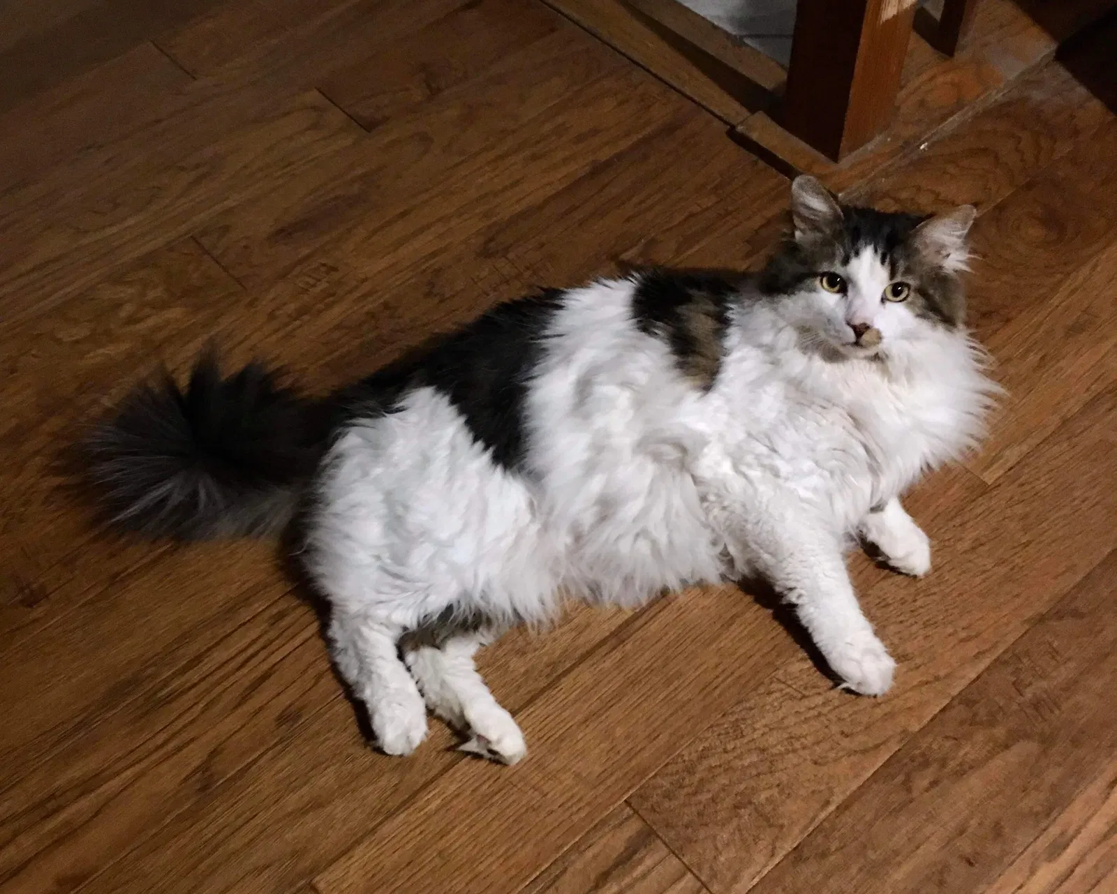 Lost cat in Streamwood, IL, 60107