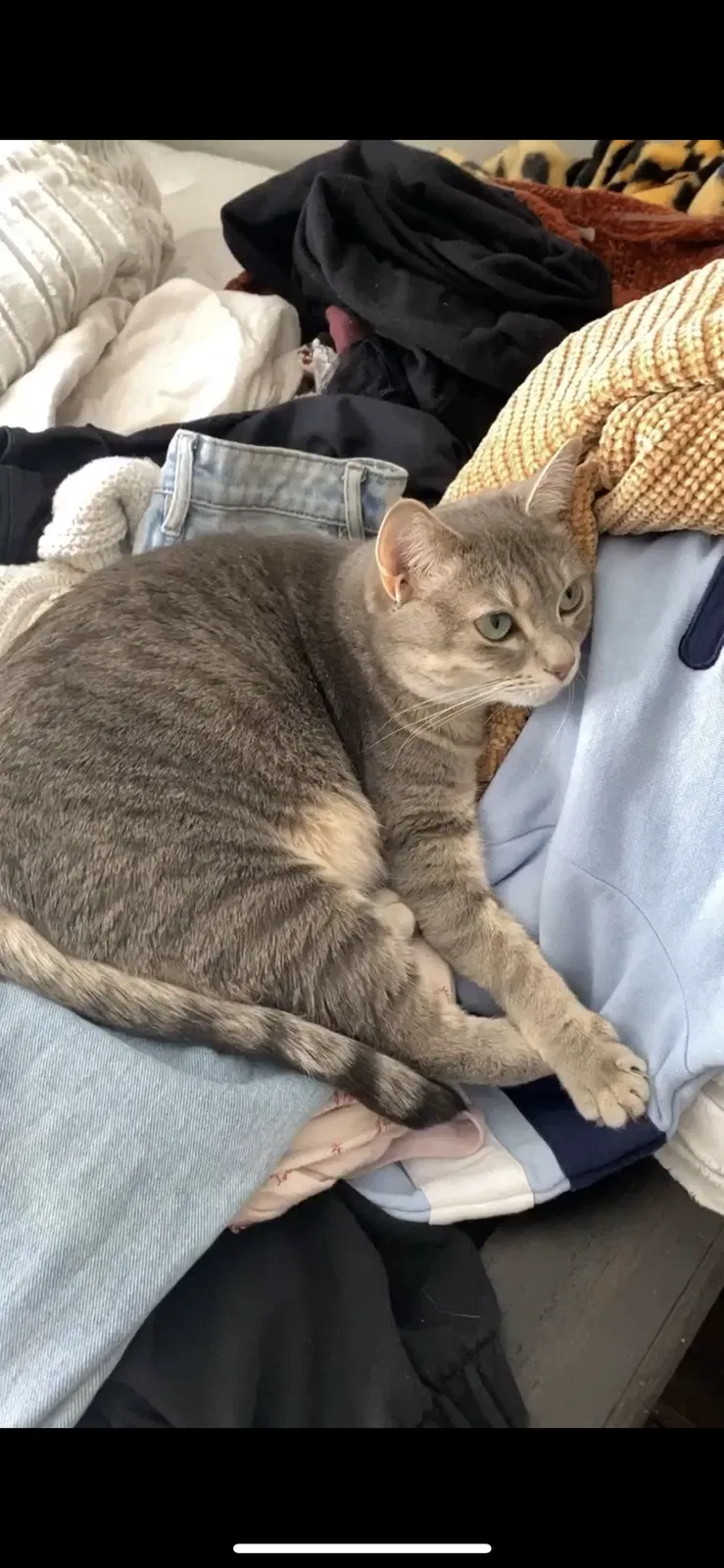 Lost cat in San Dimas, CA, 91773