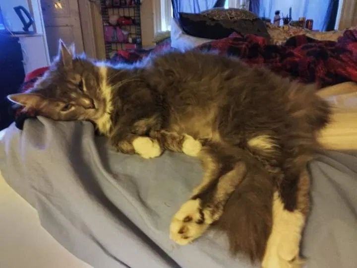 Lost cat in Cincinnati, OH, 45212