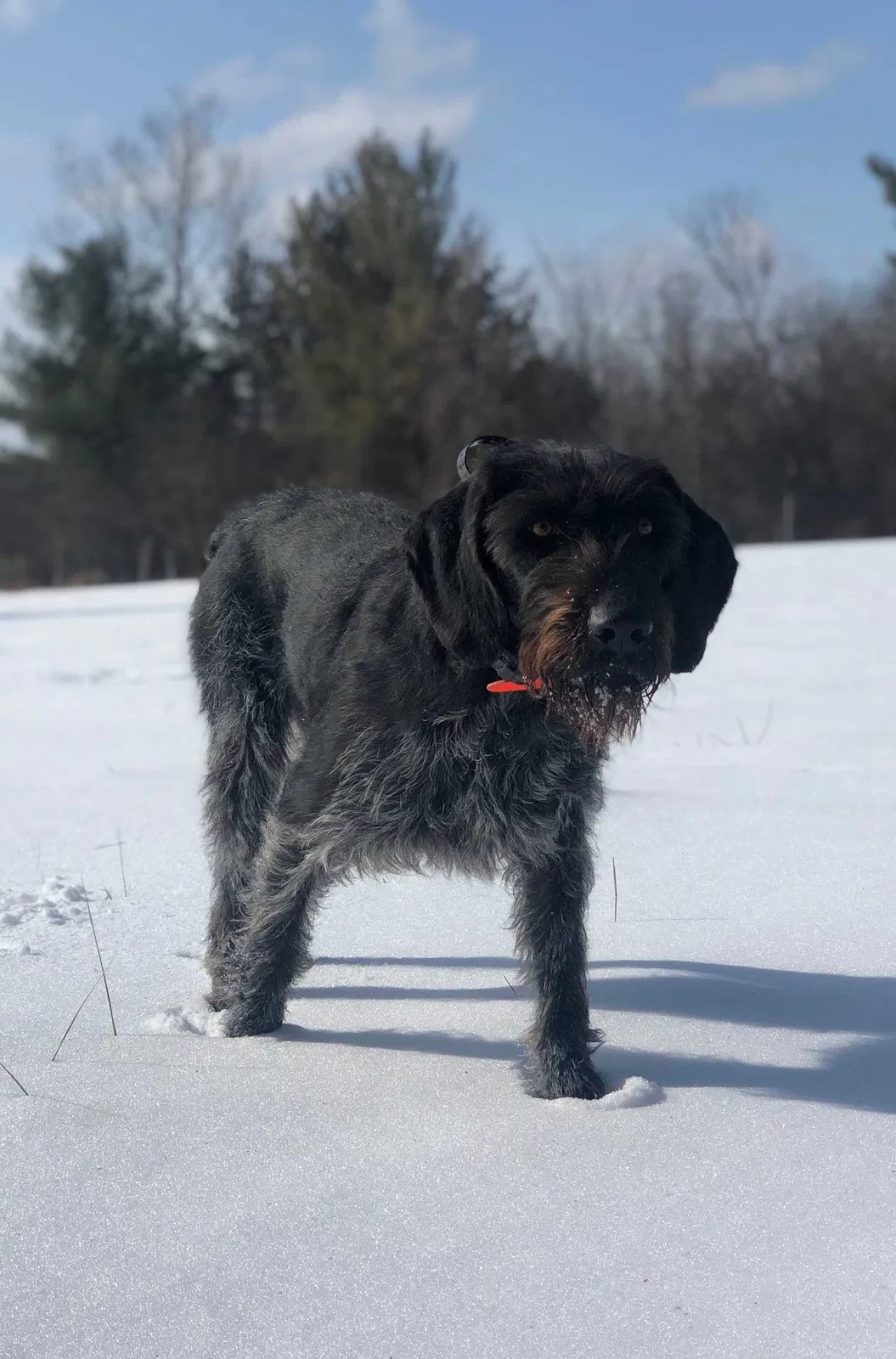 Lost dog in Ashland, OH, 44805