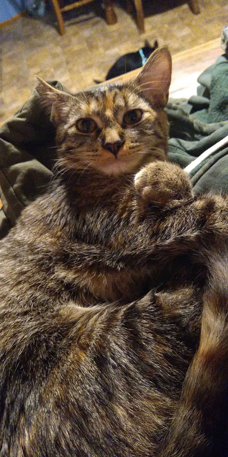Lost cat in Boise, ID, 83705