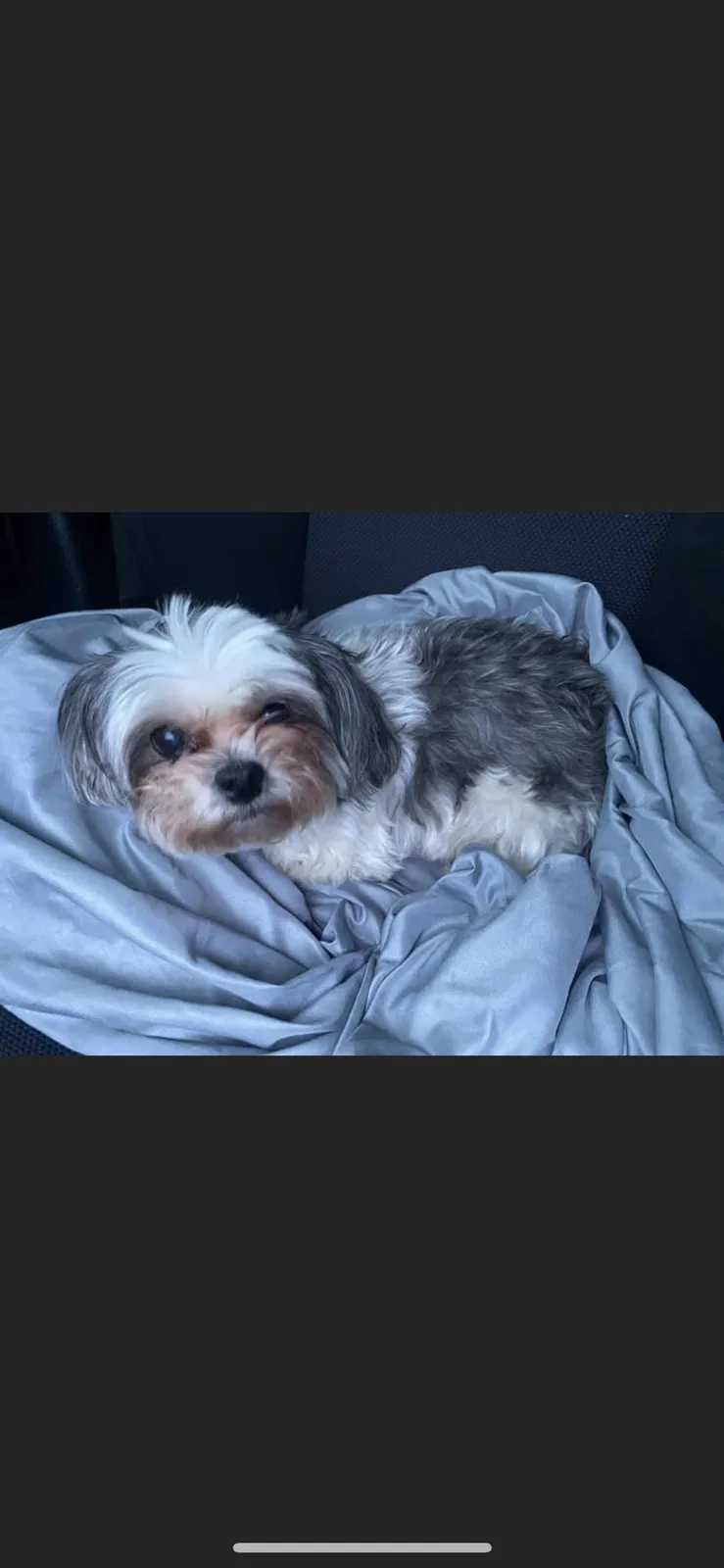 Lost dog in Henrico, VA, 23228
