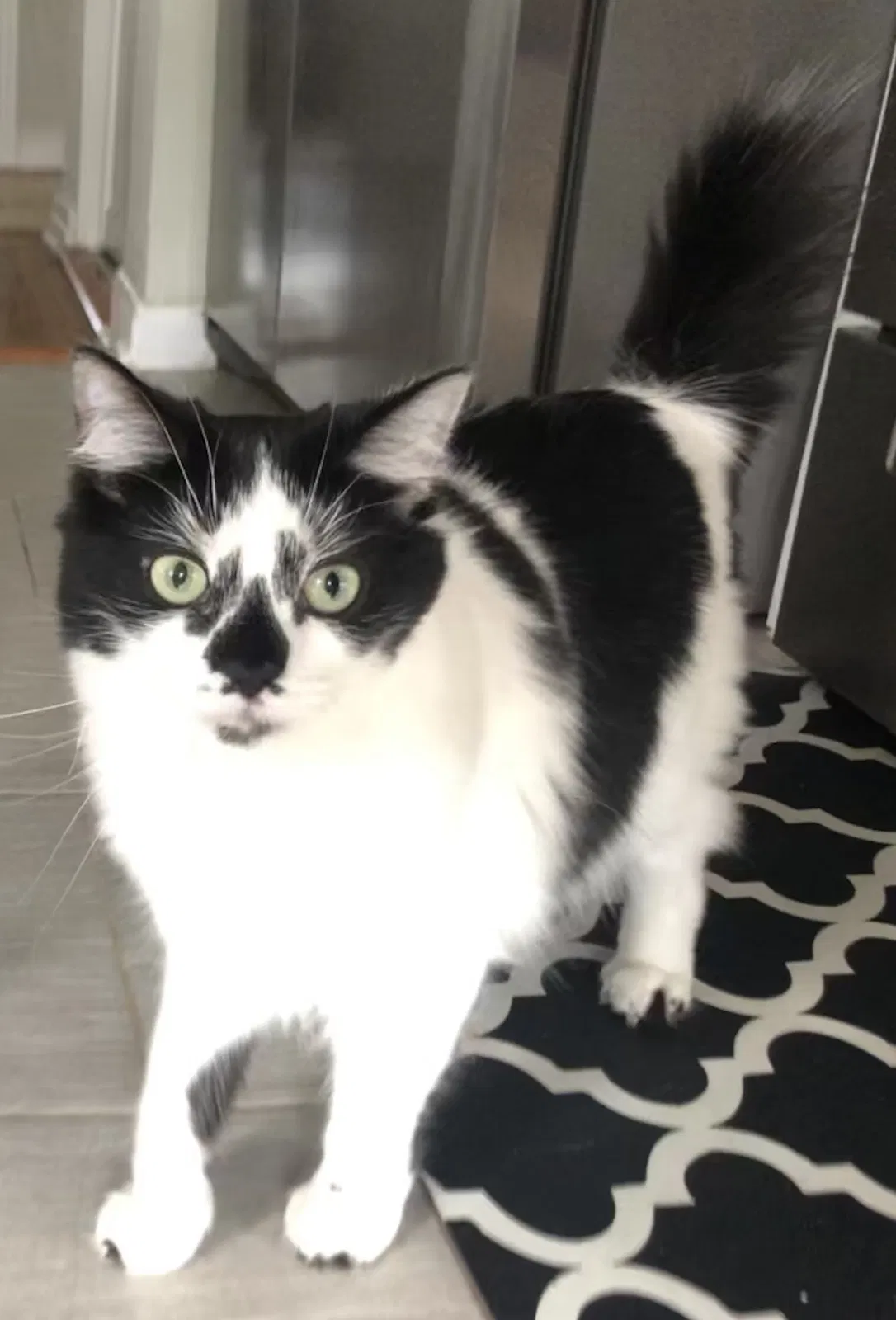 Lost cat in Jacksonville, FL, 32205