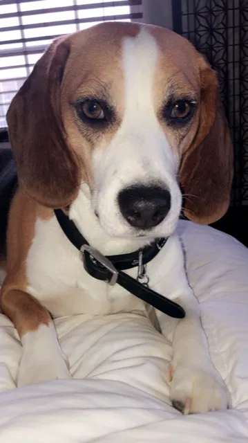 Lost dog in Powhatan, VA, 23139