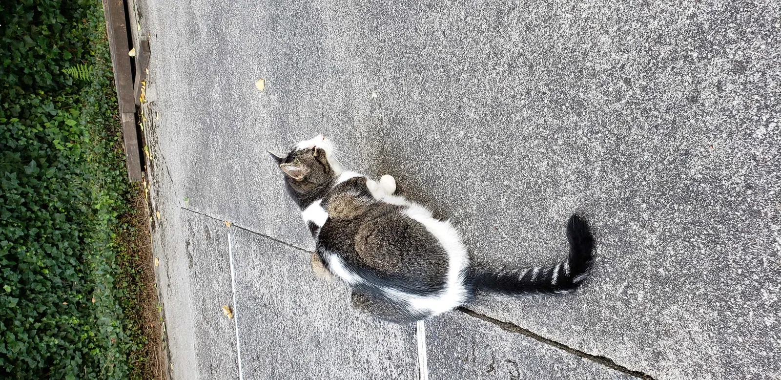 Lost cat in Kirkland, WA, 98034
