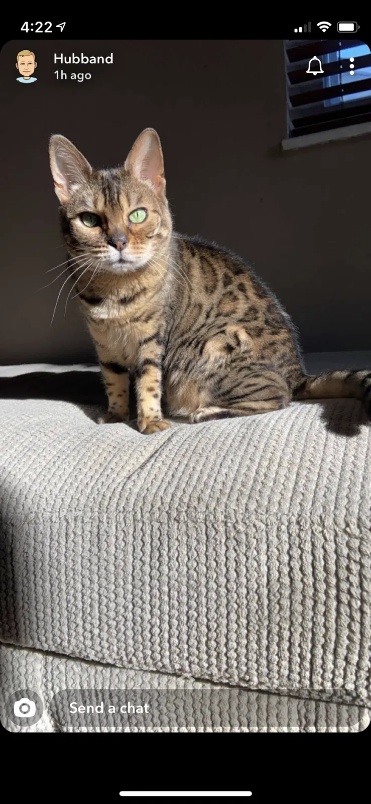 Lost cat in Westerville, OH, 43081