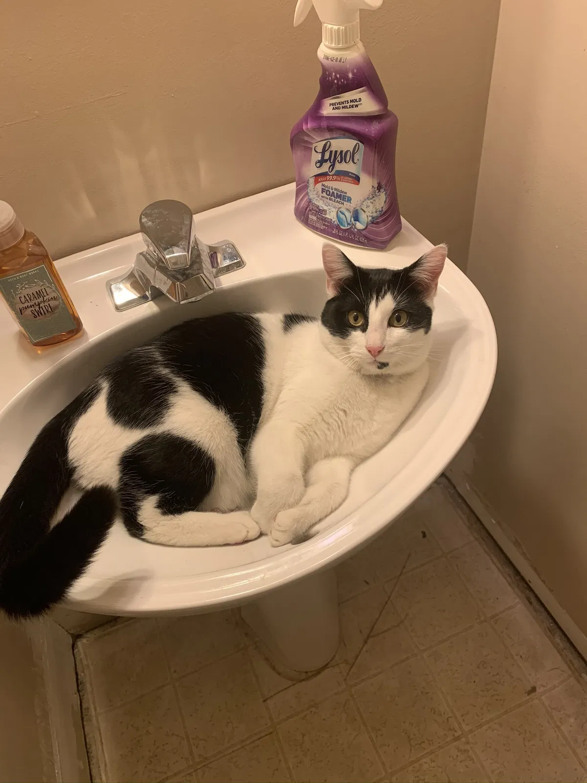 Lost cat in Avon, IN, 46123