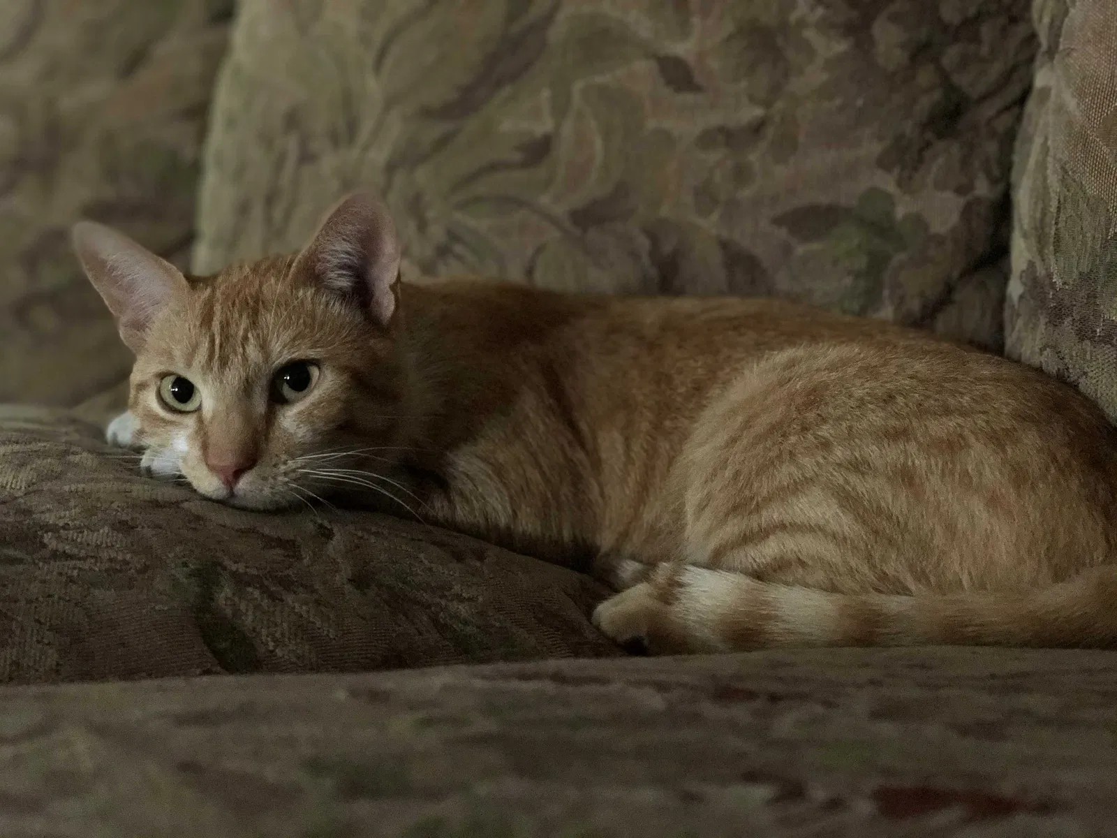 Lost cat in Patterson, CA, 95363