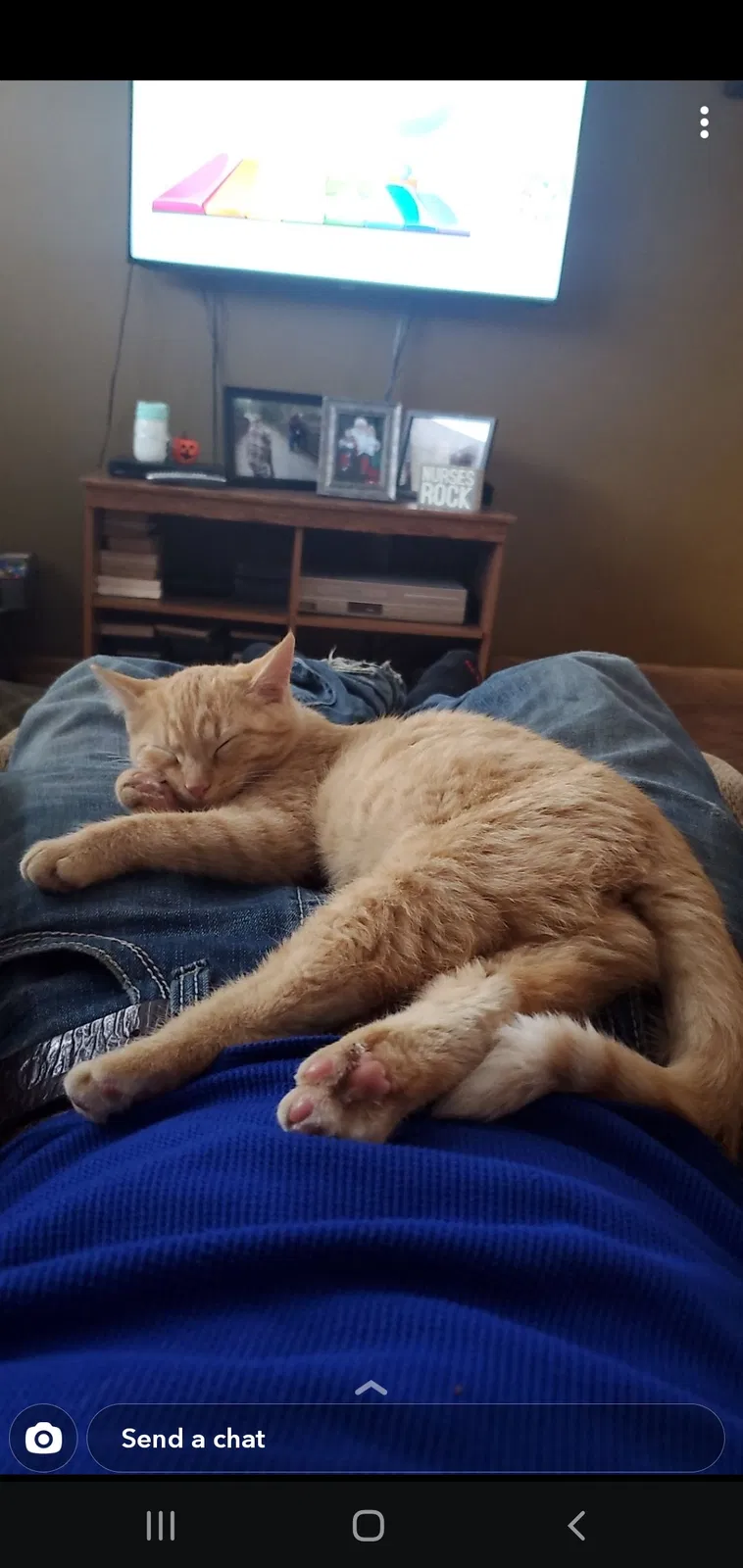 Lost cat in Monticello, MN, 55362