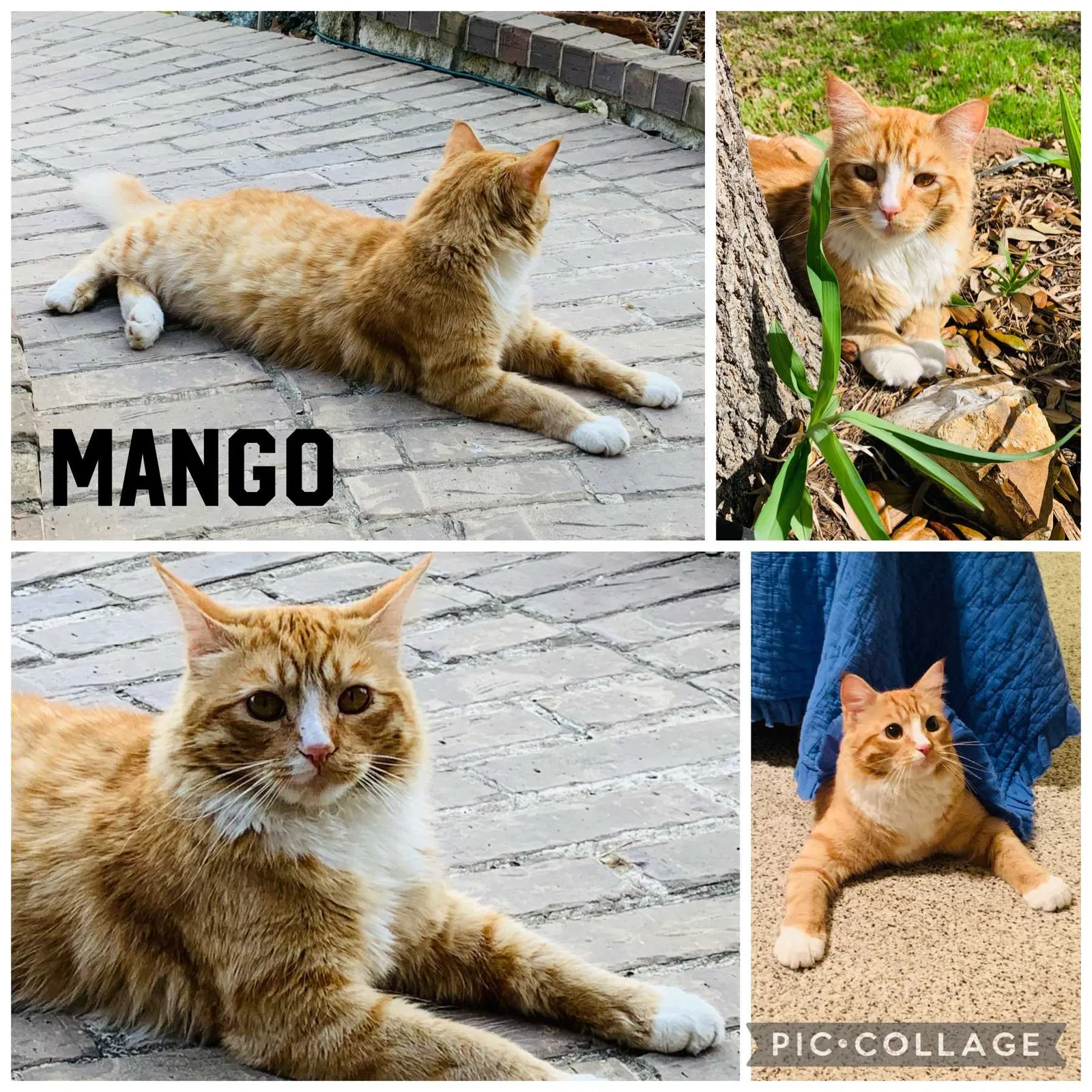 Lost cat in Grand Prairie, TX, 75054