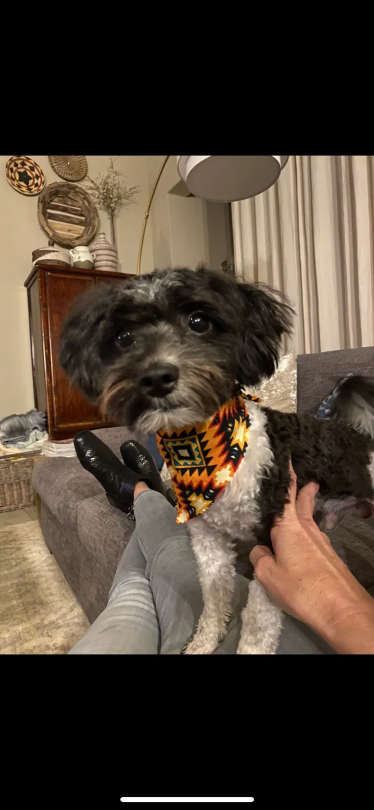 Lost dog in San Marcos, TX, 78666