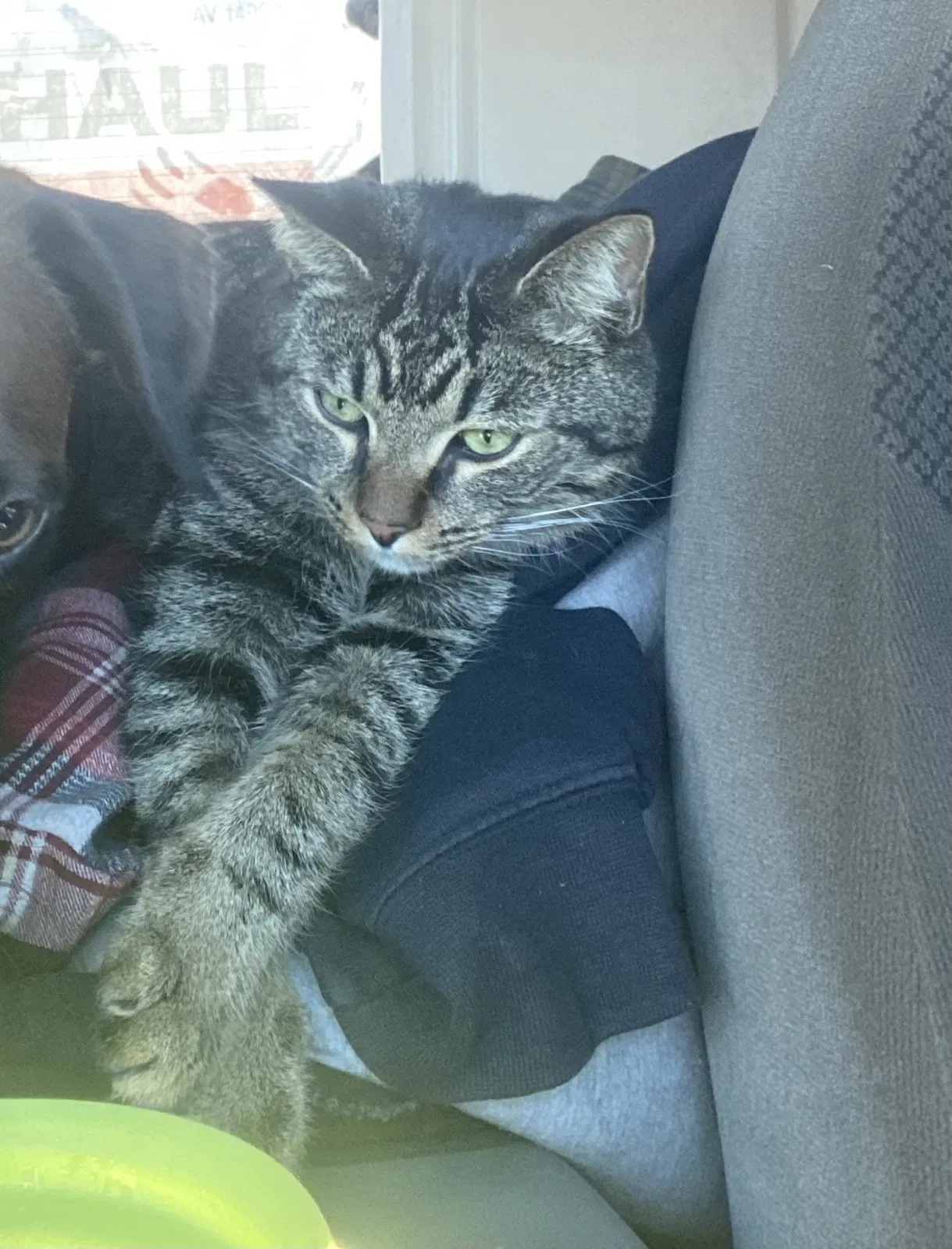 Lost cat in Mesa, AZ, 85206