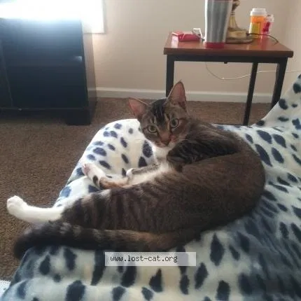 Lost cat in Dallas, TX, 75232