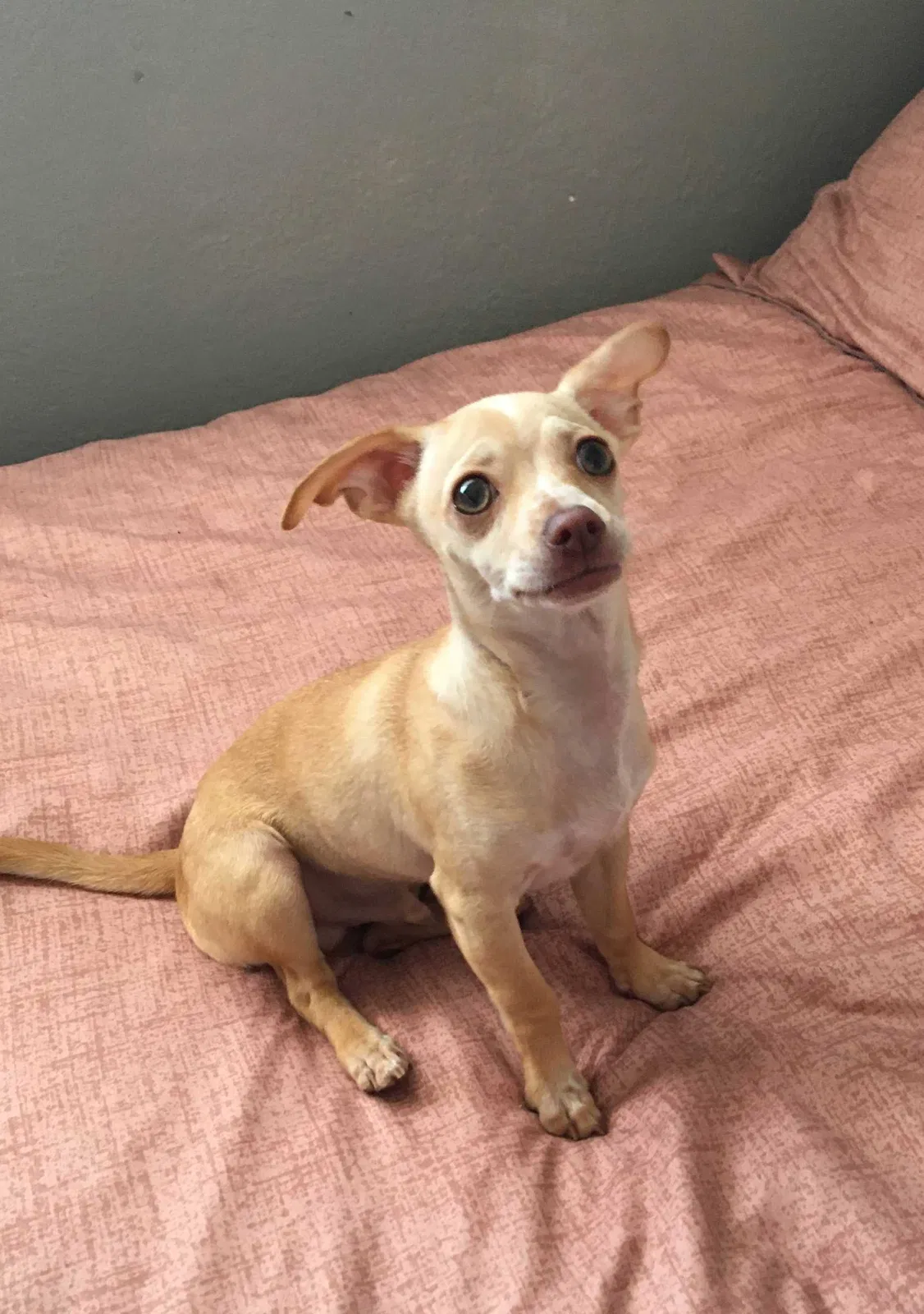 Lost dog in Santa Ana, CA, 92704
