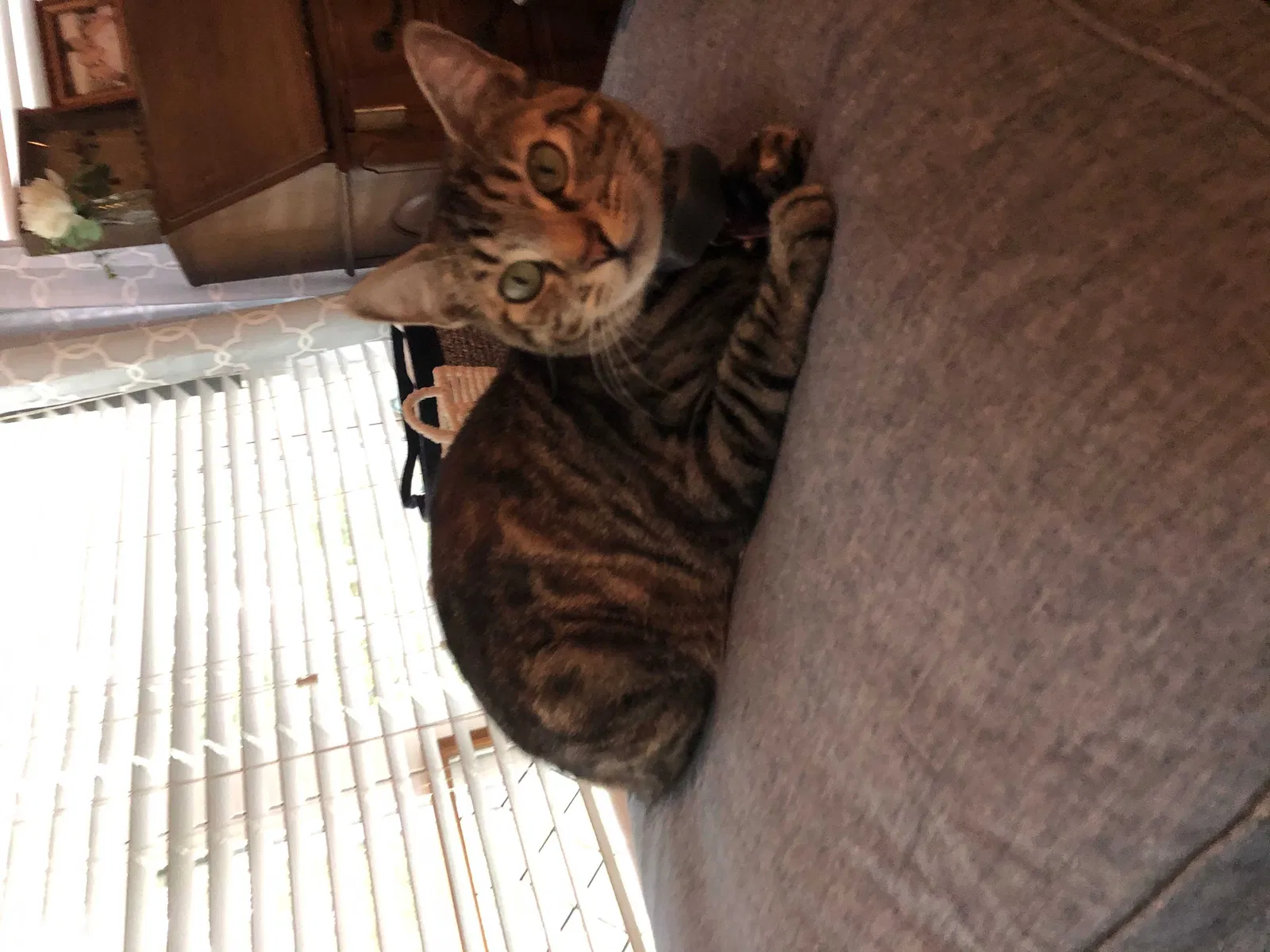 Lost cat in Green Cove Springs, FL, 32043