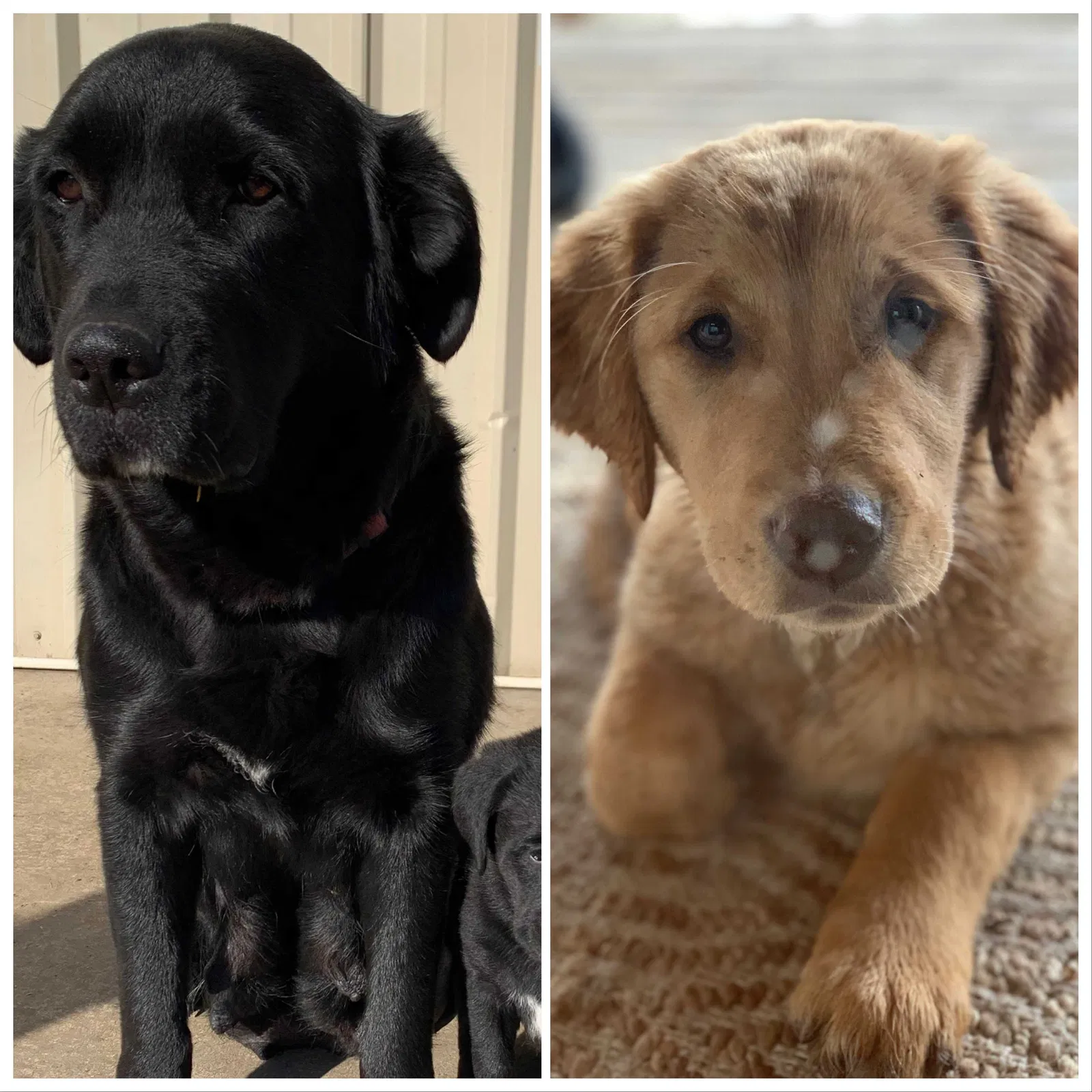 Lost dog in Harrisburg, OR, 97446
