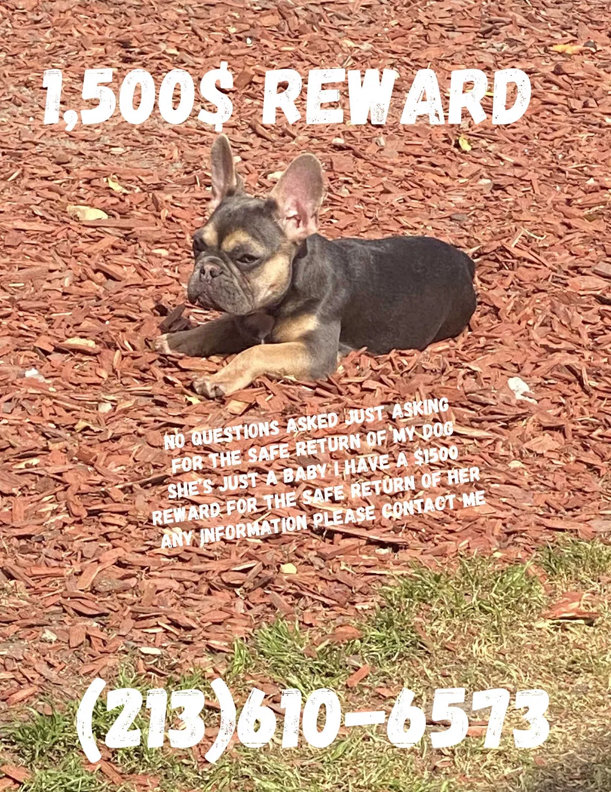 Lost dog in Los Angeles, CA, 90002