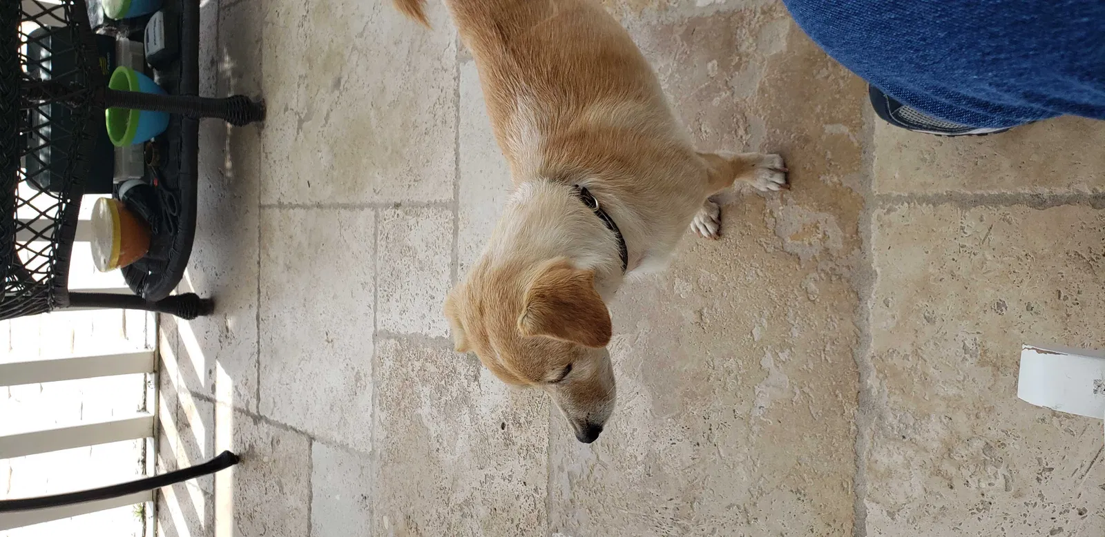 Lost dog in Cape Coral, FL, 33904